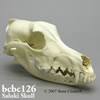 BCBC126　サルーキ頭蓋骨模型