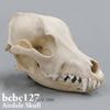 エアデール頭蓋骨模型
