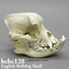 BCBC128　イングリッシュ・ブルドッグ頭蓋骨模型