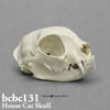 ネコ頭蓋骨模型