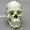 BCBC133　ヨーロッパ人女性頭蓋骨模型