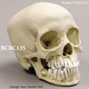 12才小児の頭蓋骨模型、顎骨開放 BCBC135