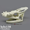 爬虫類の骨格 BCBC138　パーソンカメレオン頭蓋骨模型