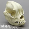 BCBC139　フレンチ・ブルドッグ頭蓋骨模型