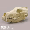 BCBC147　アメリカアカオオカミ頭蓋骨模型