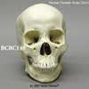 BCBC149　アジア人女性頭蓋骨模型