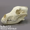 BCBC172　メキシコオオカミ頭蓋骨模型