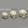胎児頭蓋骨模型 3種セット