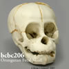 オランウータン頭蓋骨模型（胎児）
