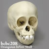 霊長類の骨格 BCBC208　幼児期のオランウータンの頭蓋骨模型