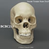アジア人女性頭蓋骨模型（BCBC211）