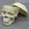 ヨーロッパ人男性頭蓋骨模型・3分解