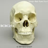 BCBC253　アジア人男性頭蓋骨模型