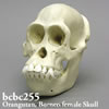 ボルネオオランウータン頭蓋骨模型（メス）
