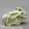 チャクマヒヒ頭蓋骨模型（オス）