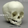 小児の頭蓋骨模型 1才 bcbc274
