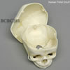 胎児頭蓋骨模型　40週・頭蓋冠分離型