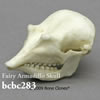 ヒメアルマジロ頭蓋骨模型