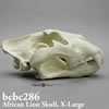 BCBC286 ライオン頭蓋骨模型（X-Large）