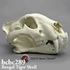 ベンガルトラ頭蓋骨模型
