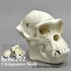 チンパンジー頭蓋骨模型・頭蓋冠分離型（オス）