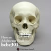 青年の頭蓋骨模型 BCBC301