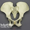 霊長類の骨盤 BCKO028P　ゴリラ骨盤模型