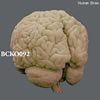 脳模型（BCBC092用）