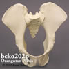 霊長類の骨格 BCKO202P　スマトラオランウータンの骨盤模型