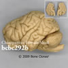 チンパンジー脳模型