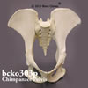 霊長類の骨格 BCKO303P　チンパンジー骨盤模型