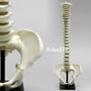 5才児の可動型脊柱模型（骨盤付き）