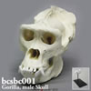 霊長類の頭蓋骨 BCSBC001　ゴリラ頭蓋骨模型
