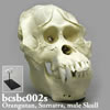 霊長類の骨格 BCSBC002S　オランウータンの頭蓋骨模型
