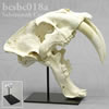 BCSBC018T サーベルタイガースミロドン頭蓋骨レプリカ（スタンド付）