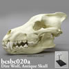 ダイアウルフ頭蓋骨模型・Antique（スタンド付）