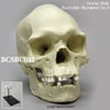 オーストラリアアボリジニ男性頭蓋骨模型（スタンド付）