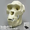 霊長類の頭蓋骨 BCSBC035　ゴリラ頭蓋骨模型