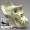 霊長類の頭蓋骨 BCSBC036　ゴリラ頭蓋骨模型