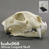 アフリカヒョウ頭蓋骨模型（スタンド付）