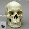 ヨーロッパ人男性頭蓋骨模型（スタンド付）