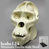 霊長類の頭蓋骨 BCSBC124　マウンテンゴリラ頭蓋骨模型