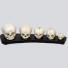 胎児頭蓋骨模型　5種セット（スタンド付）