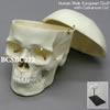 ヨーロッパ人男性頭蓋骨模型・3分解（スタンド付）