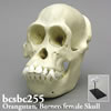 ボルネオオランウータン頭蓋骨模型・メス（スタンド付）