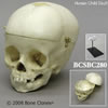 小児頭蓋骨模型　1才・頭蓋冠分離型（スタンド付）