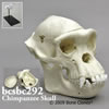 霊長類の骨格 BCSBC292　チンパンジーの頭蓋骨模型
