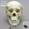 頭蓋骨模型・推定15から18才（スタンド付）
