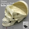頭蓋骨模型 頭蓋冠分離型・推定15から18才（スタンド付）