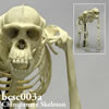 霊長類の骨格 BCSC003A　チンパンジー全身骨格模型